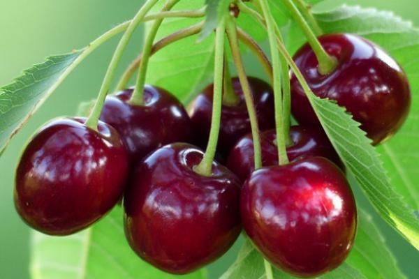 propiedades que desconoces de las cerezas propiedades que desconoces de las cerezas
