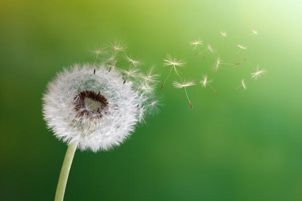 alergia en primavera la incoacutemoda rinitis alergia en primavera la incoacutemoda rinitis