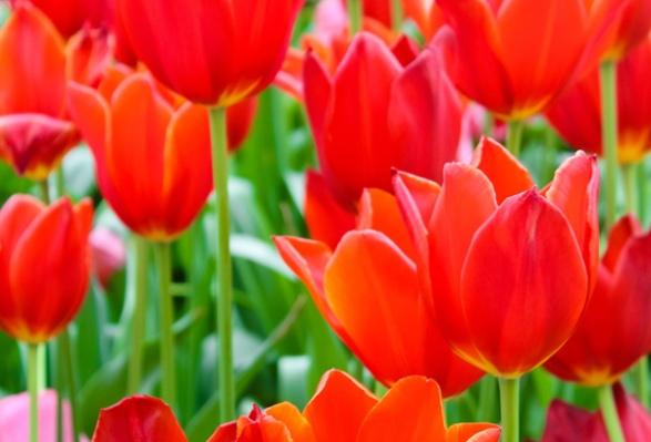 algunas flores tambieacuten se comen algunas flores tambieacuten se comen
