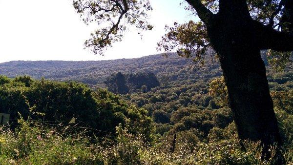 apadrinamiento de olivos con ecoturismo incluido apadrinamiento de olivos con ecoturismo incluido