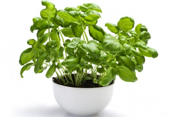 beneficios de la albahaca para la salud beneficios de la albahaca para la salud