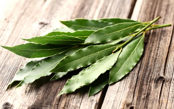 los beneficios del laurel para nuestra salud los beneficios del laurel para nuestra salud