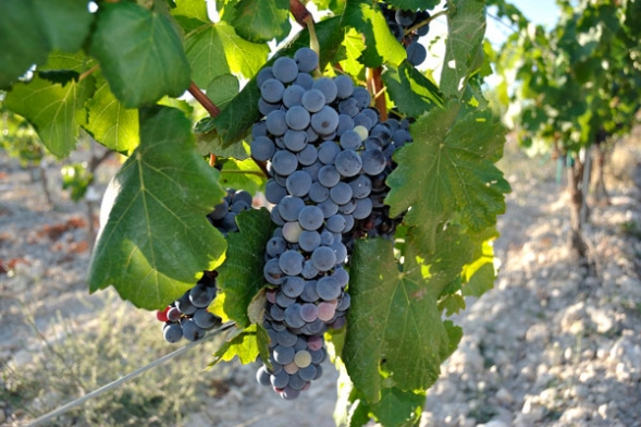 brindemos con el mismo vino con el que lo haciacutean nuestros antepasados brindemos con el mismo vino con el que lo haciacutean nuestros antepasados