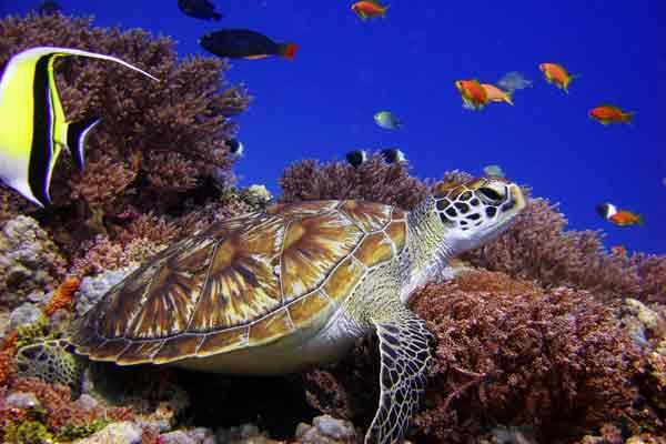 descubre los tesoros marinos de zanzibar en el centro de buceo 5 estrellas padi del hotel the residence descubre los tesoros marinos de zanzibar en el centro de buceo 5 estrellas padi del hotel the residence