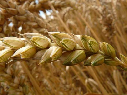 la dieta mediterraacutenea grano a grano la dieta mediterraacutenea grano a grano