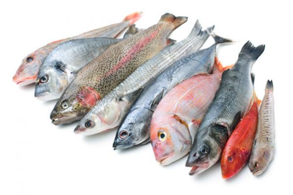 elige bien los productos del mar elige bien los productos del mar