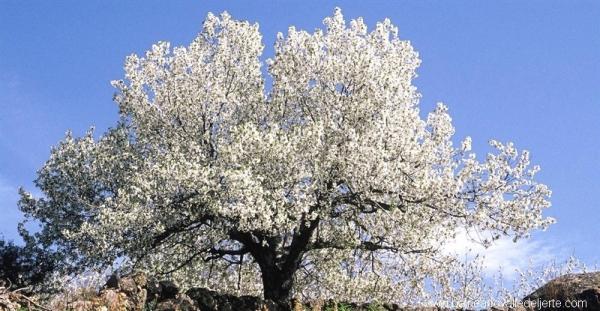 las flores del jerte un espectaacuteculo de la naturaleza las flores del jerte un espectaacuteculo de la naturaleza