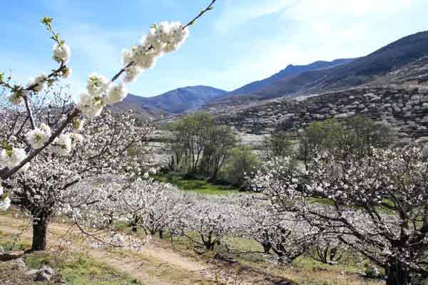 iexclel espectaacuteculo del valle del jerte ha empezado iexclel espectaacuteculo del valle del jerte ha empezado
