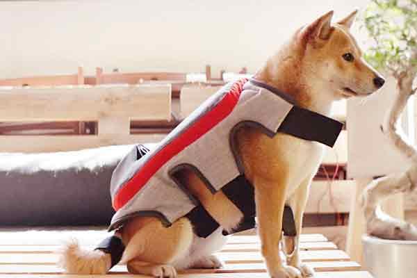 iquestquieres compartir con tu perro sus momentos de felicidad iquestquieres compartir con tu perro sus momentos de felicidad