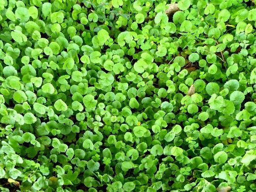las muacuteltiples propiedades de la centella asiaacutetica las muacuteltiples propiedades de la centella asiaacutetica