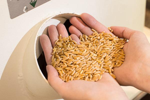 nbspbeneficios nutricionales del trigo khorasan kamut nbspbeneficios nutricionales del trigo khorasan kamut