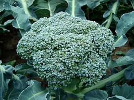nutrientes quotde veranoquot nutrientes quotde veranoquot