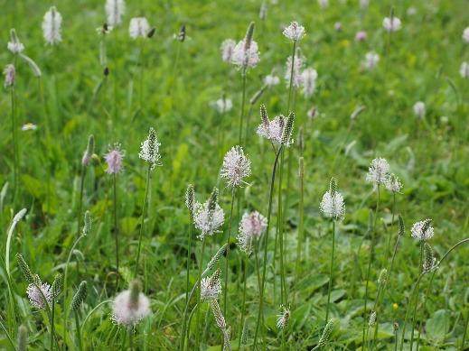 plantago ovata para el estrentildeimiento plantago ovata para el estrentildeimiento