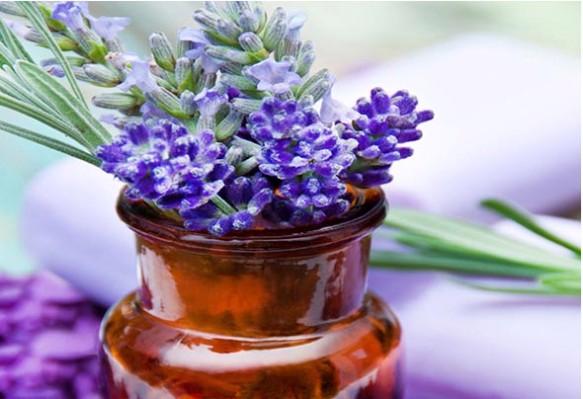 prepara tu propio huerto con plantas saludables prepara tu propio huerto con plantas saludables