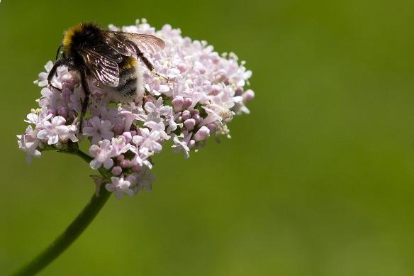 las relajantes propiedades de la valeriana las relajantes propiedades de la valeriana