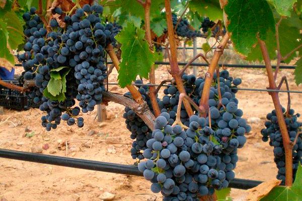 las rutas del vino maacutes codiciadas las rutas del vino maacutes codiciadas