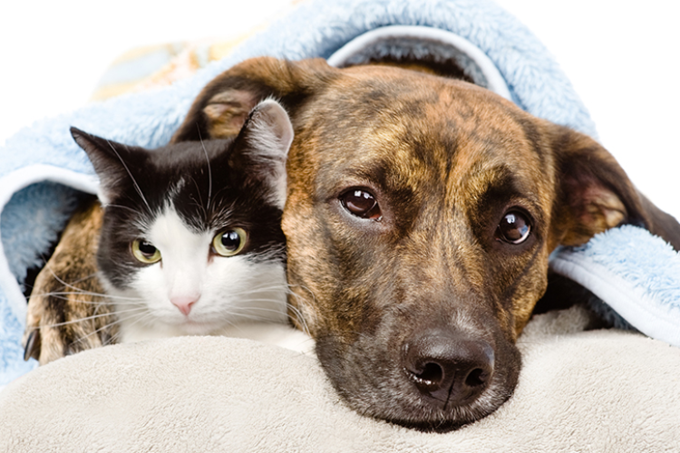 cuales-son-las-necesidades-de-los-perros-y-gatos-senior cuales-son-las-necesidades-de-los-perros-y-gatos-senior