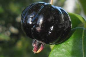 conoces-los-beneficios-del-grosellero-negro-para-la-inflamacion conoces-los-beneficios-del-grosellero-negro-para-la-inflamacion