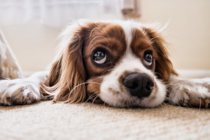 como-afecta-el-coronavirus-a-los-animales como-afecta-el-coronavirus-a-los-animales