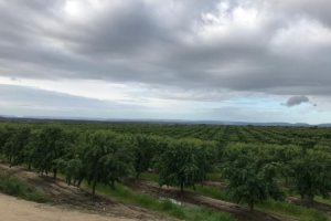 almendras-km-0-para-delaviuda-confectionery-group almendras-km-0-para-delaviuda-confectionery-group
