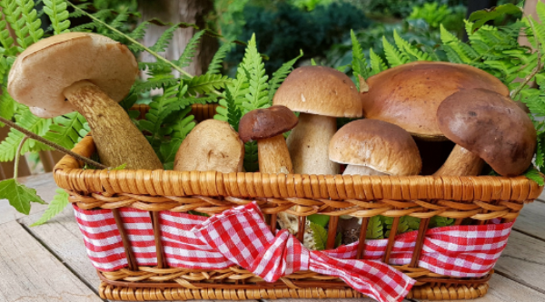 sabes-reconocer-que-setas-son-comestibles