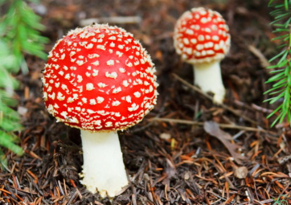 sabes-reconocer-que-setas-son-comestibles