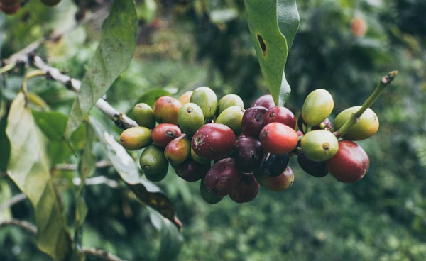 conoces-el-camu-camu-una-superfruta-cargada-de-vitamina-c