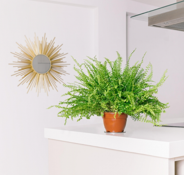 las-plantas-mas-faciles-de-cuidar-para-decorar-tu-hogar-con-estilo