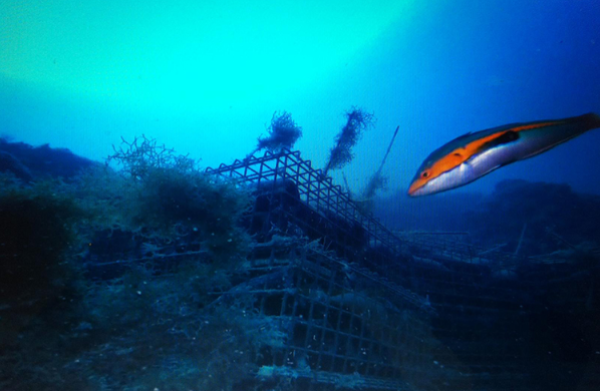 coral-marine-sea-drink-el-tesoro-mas-buscado-bajo-el-mar