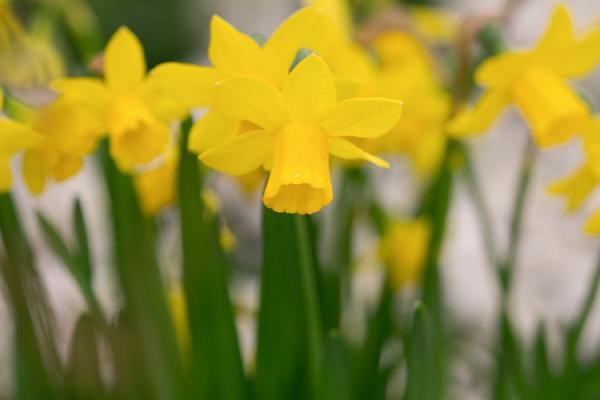8-plantas-toxicas-que-no-debes-tener-cerca-de-tus-mascotas