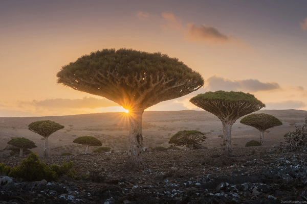 los-arboles-de-sangre-en-socotra-un-lugar-magico-por-descubrir