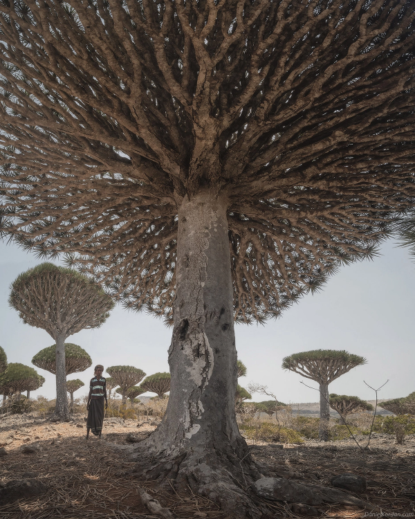 los-arboles-de-sangre-en-socotra-un-lugar-magico-por-descubrir