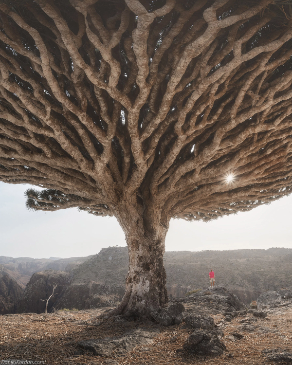 los-arboles-de-sangre-en-socotra-un-lugar-magico-por-descubrir