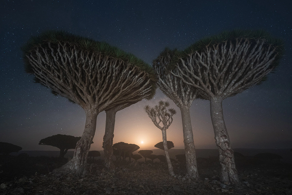 los-arboles-de-sangre-en-socotra-un-lugar-magico-por-descubrir