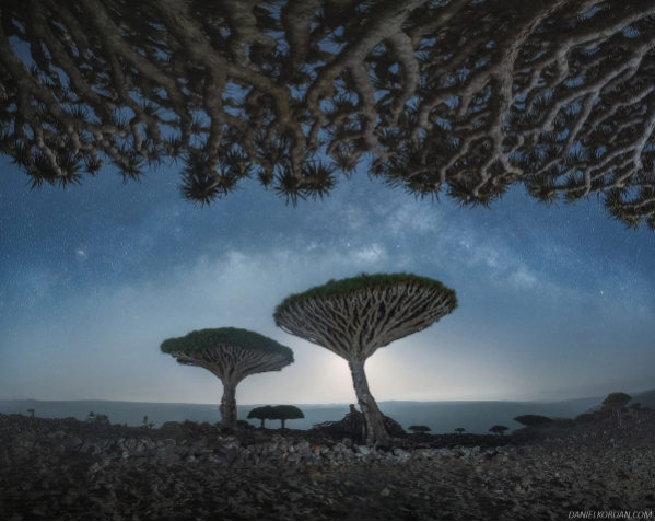 los-arboles-de-sangre-en-socotra-un-lugar-magico-por-descubrir