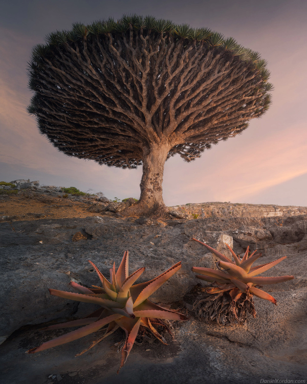 los-arboles-de-sangre-en-socotra-un-lugar-magico-por-descubrir