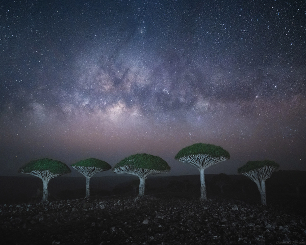 los-arboles-de-sangre-en-socotra-un-lugar-magico-por-descubrir