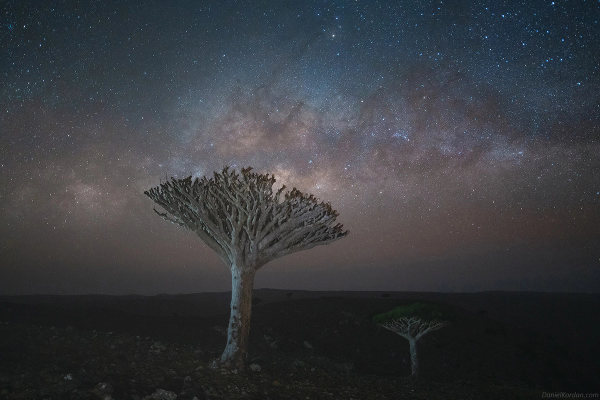 los-arboles-de-sangre-en-socotra-un-lugar-magico-por-descubrir