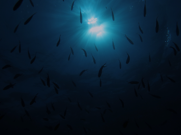 el-azul-cosmico-en-las-fotografias-oceanicas-de-laura-emerson