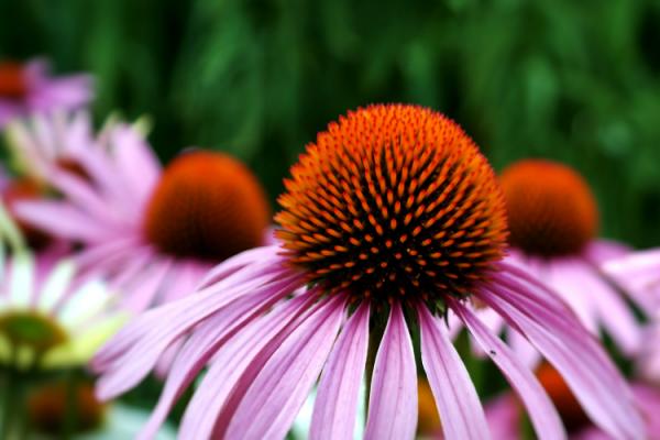 las-flores-ideales-para-regalar-en-verano