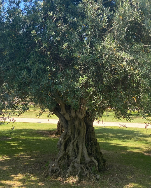 parque-del-manzanares-naturaleza-en-el-centro-de-madrid