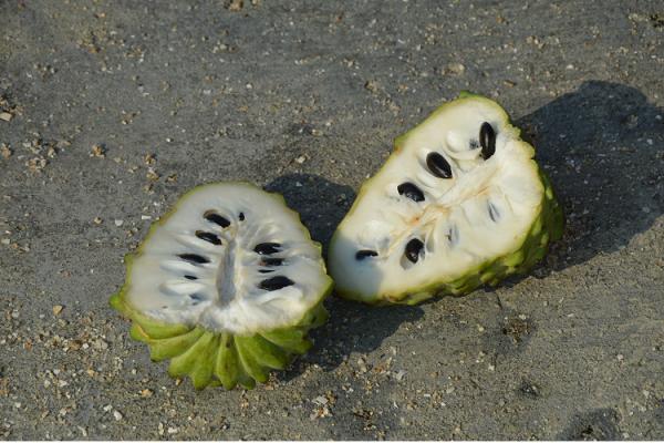 chirimoya_fruta_tropical_12043_20210930102215.png (600×400)
