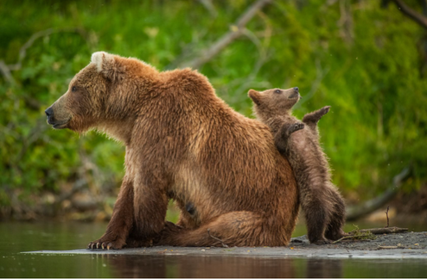 el-concurso-the-comedy-wildlife-photo-awards-ya-tiene-finalistas