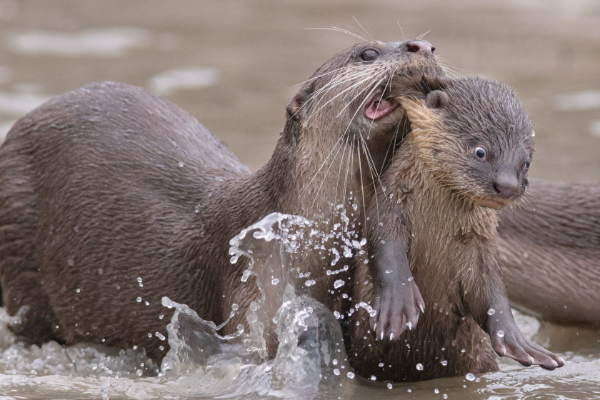 el-concurso-the-comedy-wildlife-photo-awards-ya-tiene-finalistas