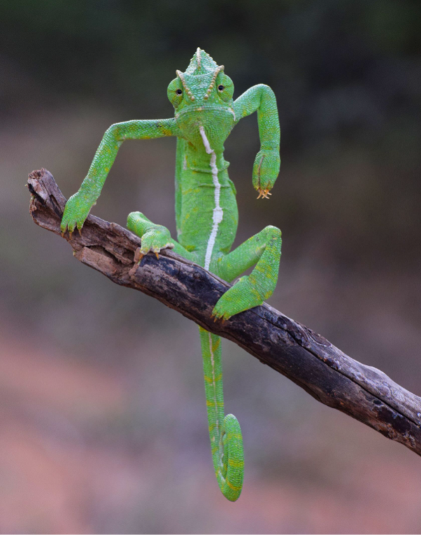 el-concurso-the-comedy-wildlife-photo-awards-ya-tiene-finalistas