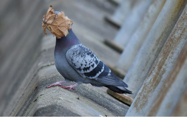 el-concurso-the-comedy-wildlife-photo-awards-ya-tiene-finalistas