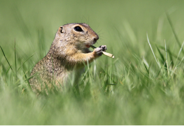 el-concurso-the-comedy-wildlife-photo-awards-ya-tiene-finalistas