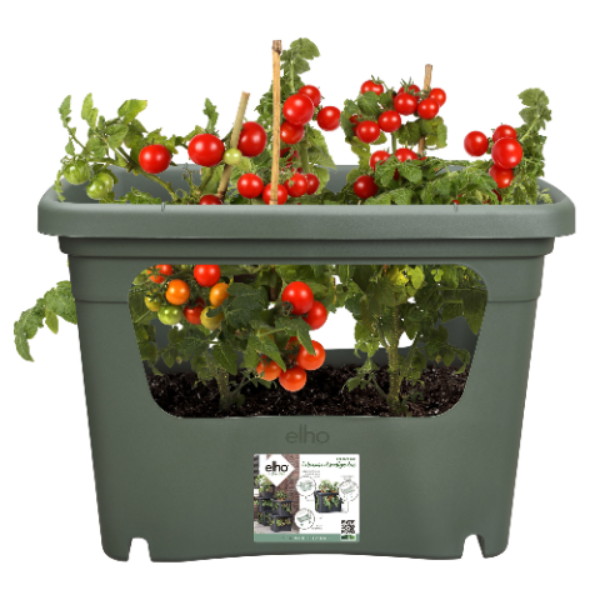 cultiva-tus-propios-tomates-en-casa