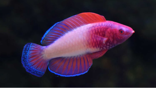 descubren-en-las-maldivas-una-nueva-especie-de-pez-de-todos-los-colore