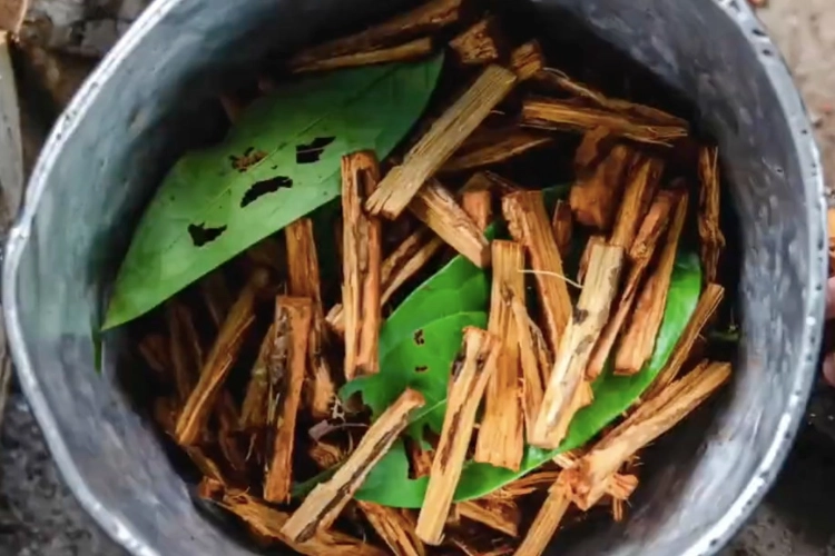 que-es-la-ayahuasca-usos-beneficios-y-efectos-secundarios-parte